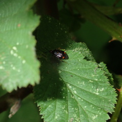 Deraeocoris ruber