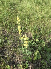 Verbascum lychnitis
