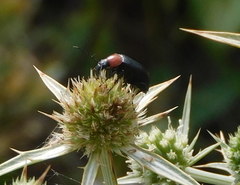Heliotaurus ruficollis