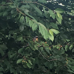 Phoenicurus phoenicurus