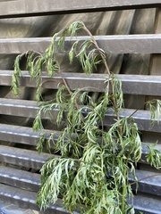 Artemisia vulgaris