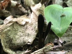 Geoglossum glabrum
