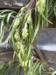 Artemisia vulgaris