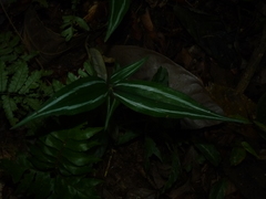 Dichorisandra hexandra