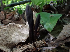 Geoglossum glabrum