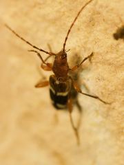 Phymatodes varius