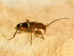 Phymatodes varius