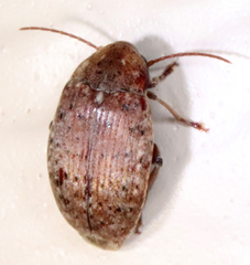 Amblycerus