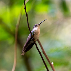Campylopterus calcirupicola