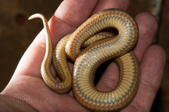 Mekong Mud Snake photo 2