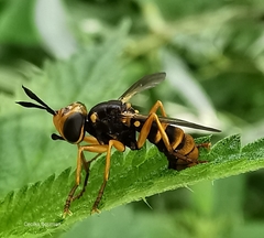 Abrachyglossum capitatum