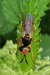 Abrachyglossum capitatum