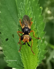 Abrachyglossum capitatum