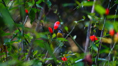 Coereba flaveola mexicana