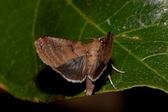Lophoptera hemithyris