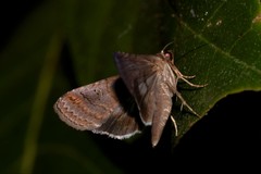 Lophoptera hemithyris