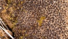 Syntrichia caninervis