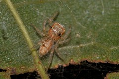 Salticidae