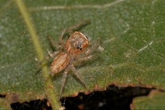 Salticidae