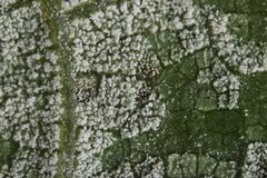 Pseudomicrostroma juglandis