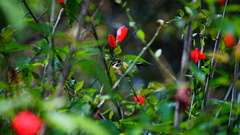 Coereba flaveola mexicana