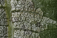 Pseudomicrostroma juglandis