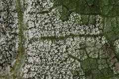Pseudomicrostroma juglandis