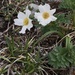 Callianthemum hondoense - Photo (c) amuza,  זכויות יוצרים חלקיות (CC BY-NC)