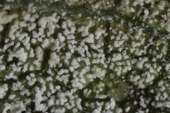 Pseudomicrostroma juglandis