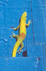Phelsuma laticauda