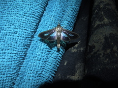 Diaphania praxialis