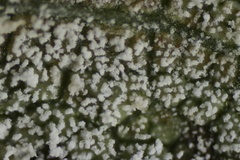 Pseudomicrostroma juglandis