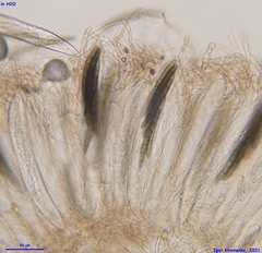 Geoglossum glabrum