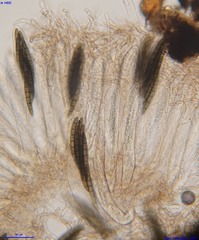 Geoglossum glabrum