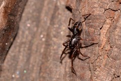Oedignatha scrobiculata