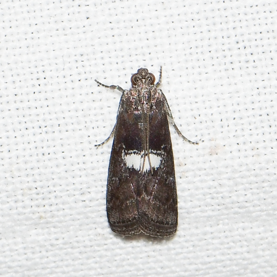 Engel's Salebriaria Moth