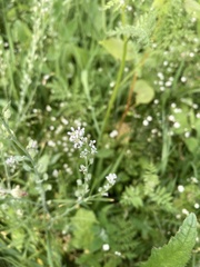 Lepidium sativum