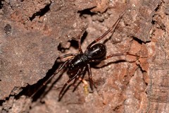 Oedignatha scrobiculata