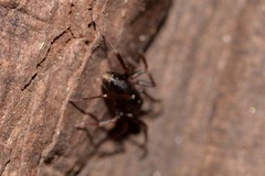 Oedignatha scrobiculata
