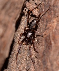 Oedignatha scrobiculata