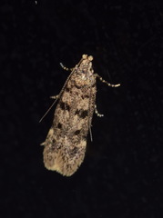 Bryotropha domestica