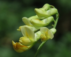 Lathyrus laevigatus occidentalis