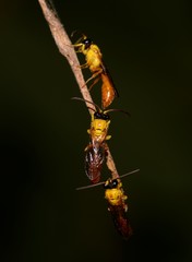 Aculeata