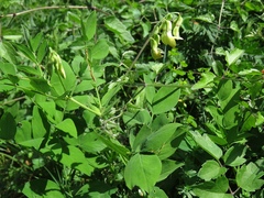 Lathyrus laevigatus occidentalis