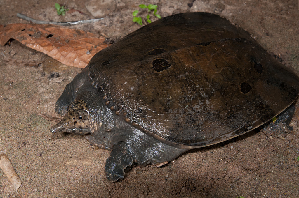 Asiatic Softshell Turtle