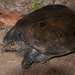 Southeast Asian Softshell Turtles - Photo (c) Thomas Calame, some rights reserved (CC BY-NC), uploaded by Thomas Calame