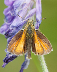 Thymelicus lineola
