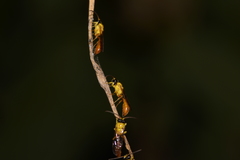 Aculeata