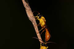 Aculeata