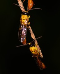 Aculeata